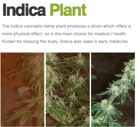 Indica cannabis