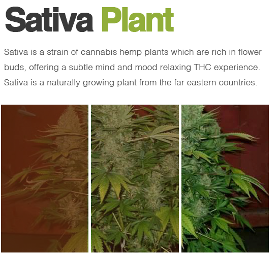 Sativa cannabis